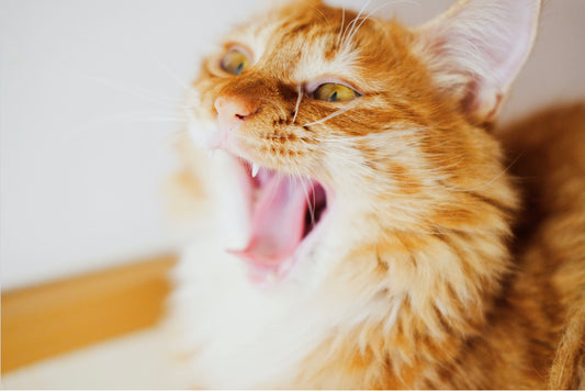 Cat Teeth Cleaning! 8 Things To Consider In This Ultimate Guide!