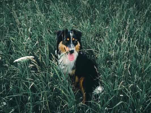 Why does the dog eat grass? 5 reasons and what to know in this ultimate guide!