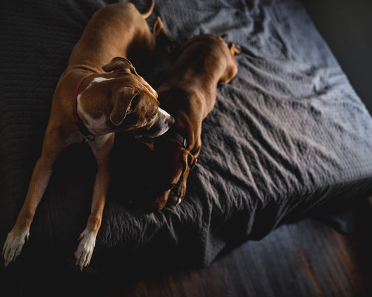 Incontinence in dogs! 8 take home messages in this ultimate guide!