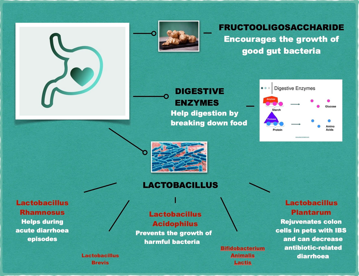 Digestive BIO (120 tablets)