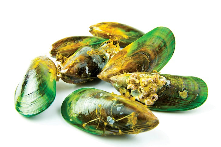Green lipped mussel for dogs & cats! 4 take home messages!