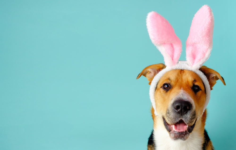 Top 5 Vet Tips To Keep Your Pet Safe This Easter!!!