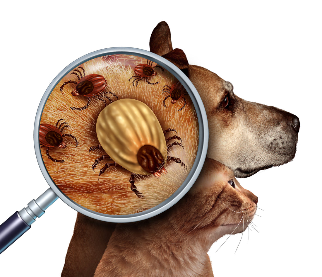 Tick Season Is Upon Us! What You Can Do To Protect Your Pet!
